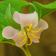 Catesby's Trillium Or Rose Trillium (Trillium Catesbaei)