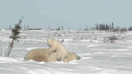 Wall Mural - polar bear cubs (ursus maritimus) mother with two three months old playful cubs at denning site, wap