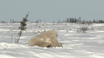 Wall Mural - polar bear cubs (ursus maritimus) mother with two three months old playful cubs at denning site, wap
