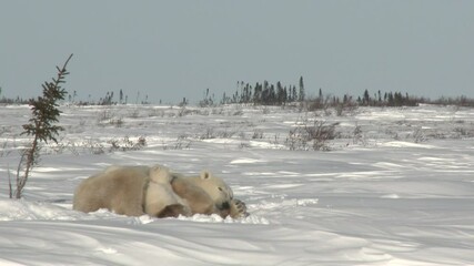 Wall Mural - polar bear cubs (ursus maritimus) mother with two three months old playful cubs at denning site, wap