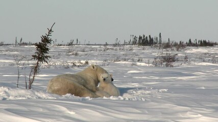 Wall Mural - polar bear cubs (ursus maritimus) mother with two three months old playful cubs at denning site, wap