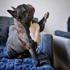 Sticker - Closeup of an adorable black French bulldog on the couch indoors, reaching for something