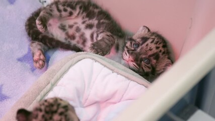 endangered clouded leopard cubs playing in a zoo nursery.