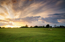 Sheep Grazing In English Countryside At Sunset Beautiful Sky
