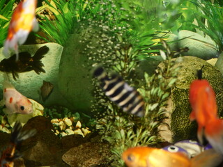 The fish are very beautiful in color swimming in the water tank aquarium, the water is very clear making the beauty of the fish's body very clearly visible