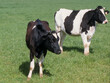 Vache , race Prim' Holstein
