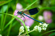 A Dragonfly On A Plant