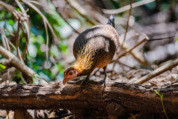 Wall Mural - Junglefowl a member of pheasant family, captured in Sattal India, Male and Female