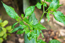 Chilli Pepper Growing In Nature On The Chili Plant Tree Or Bush
