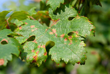The Green Leaf Of Grapes Is Affected By The Disease Downy Mildew In Summer. Close-up.