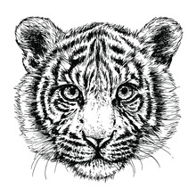Sketch Tiger Portrait. Hand Drawn Ink Illustration. Black And White Tiger Head.