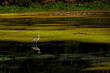 A Grey Heron reflecting on lake Derwentwater in the English Lake District on a summers morning