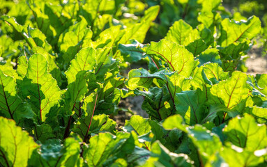 Canvas Print - Colorful leafy vegetables, beetroot chard