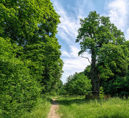 Poster - Ancient millennial oak tree on a forest glade