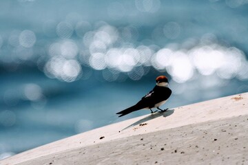 A small bird stands on a boat in the sunshine