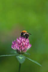 Wild bee on pink blossom trifolium macro green background 