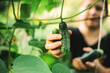 © Cavan Images - A woman picks a cucumbers from her garden