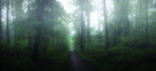 Dark Mystical Atmosphere In The Forest In The Morning