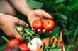 © Cavan Images - Woman holding  freshly harvested red  tomatoes  at organic farm