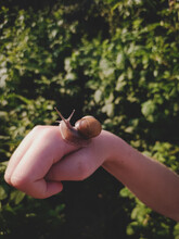 Snail On A Child's Hand On A Dark Green Background Closeup