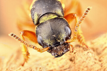 Super macro portrait of a Staphylinus caesareus beetle. Stacking Macro photo of an insect on a light beigebackground. Incredible details of the animal.