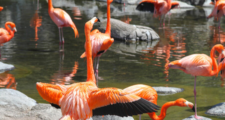 Poster - Beautiful view of a group of flamingos standing in the water in the zoo