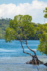 Wall Mural - A solitary mangrove, grows above the water in a seascape, on the remote island of Waiego, Raja Ampat, Indonesia