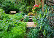 Fresh Organic vegetable garden with wooden raised beds.