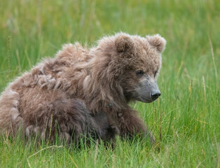 Wall Mural - Adorable Brown Bear Cub, Lake Clark