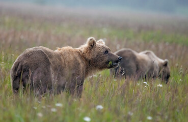 Canvas Print - Brown Bear Sow Eating Grass, Lake Clark