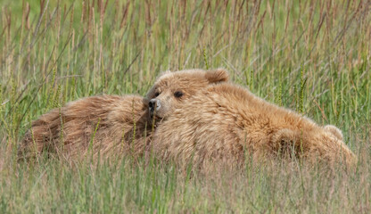 Canvas Print - Bear Cub Sleeping on Mom's Back, Lake Clark