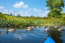 Flock Of Geese And A Kayak On The Quinebaug River.
