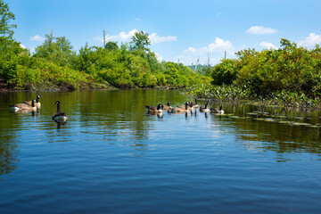 Wall Mural - Flock of geese on the Quinebaug River in Brimfield, Massachusetts.