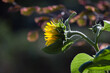 Mały  ozdobny kwiat słonecznika na ciemnym tle
