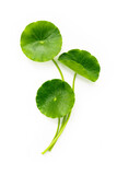 Fototapeta Mapy - Centella asiatica leaves isolated on white background.
