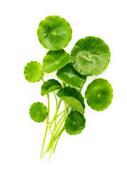 Wall Mural - Centella asiatica leaves isolated on white background.