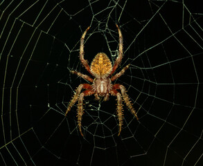 Spider