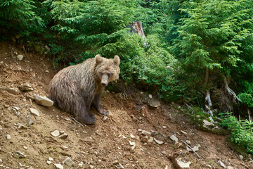 young brown bear (ursus arctos) resting under the bushes on the slope