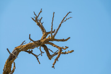 Wall Mural - Autumn or winter tree branches without leaves against a clear blue sky.