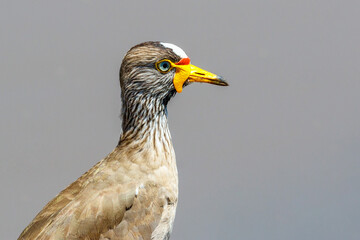 Sticker - Portrait at an African wattled lapwing bird