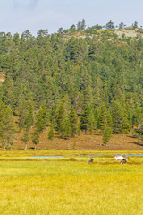 Wall Mural - Bog landscape with Reindeer at a pine forest