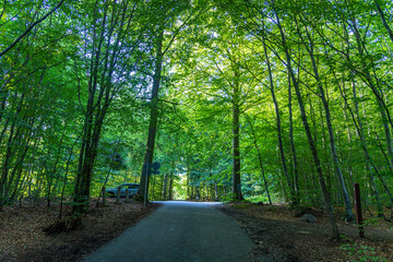 Moesgaard green wood Forest - Path to Aarhus