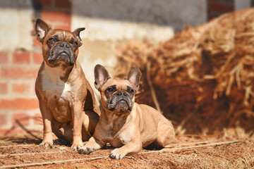 Wall Mural - Pair of fawn French Bulldog dogs posing between hay bales