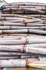 Freshly harvested sugar cane for rum production at Enghenos do Norte in Porto da Cruz Madeira