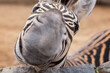 Zebra. very close-up of the muzzle, nose