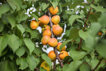 Sweet apricots fruits growing on a peach tree branch