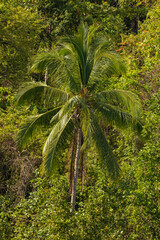 Wall Mural - A huge green tropical palm grows amongst the impenetrable jungle on Gam Island, Raja Ampat, West Papua, Indonesia