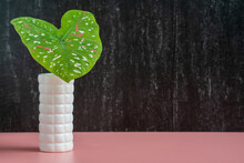 Spotted Bicolor Caladium On A White Vase Against Grunge Wall
