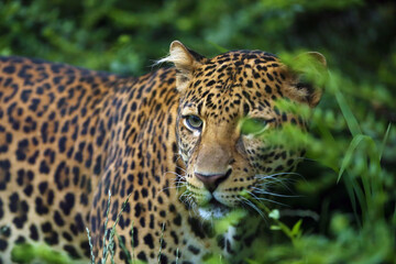 Canvas Print - The Javan leopard (Panthera pardus melas), the third subspecies of leopard.