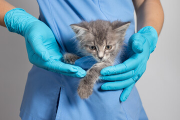 Wall Mural - A veterinarian cat doctor in a medical uniform and gloves is holding a gray kitten in pocket. Veterinary clinic